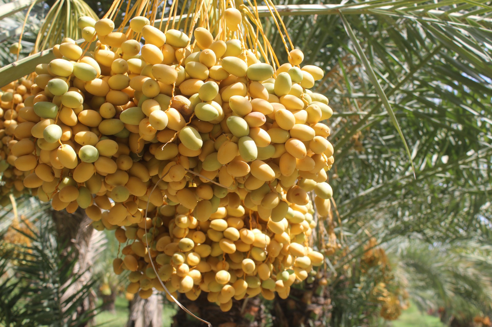 dates palm